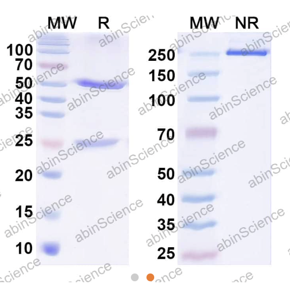 AbinScience InVivoMAb Anti-Human IL-1 beta/IL-1F2 Antibody (Iv0019) (HF943010-100UG)