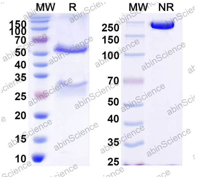 AbinScience InVivoMAb Anti-HPV16 L2/Minor capsid protein L2 Antibody (Iv0014) (VK658010-100UG)