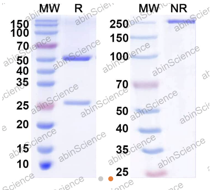 AbinScience InVivoMAb Anti-Human TNF-alpha Antibody (Iv0050) (HF879010-100UG)
