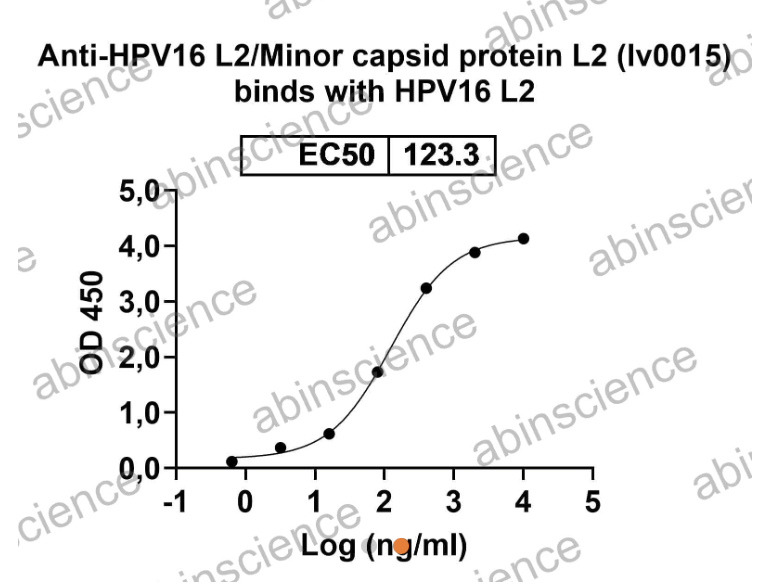 AbinScience InVivoMAb Anti-HPV16 L2/Minor capsid protein L2 Antibody (Iv0015) (VK658020-50UG)