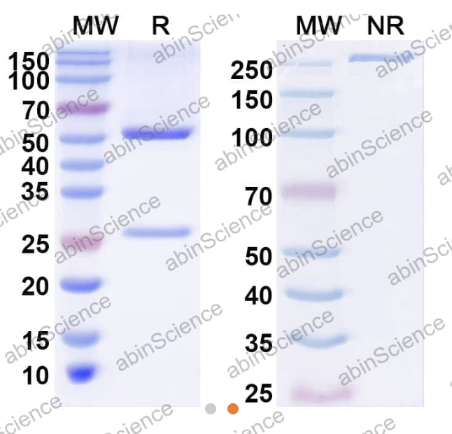 AbinScience InVivoMAb Anti-Human Lymphotoxin-alpha/TNF-beta Antibody (Iv0051) (HF686010-1MG)