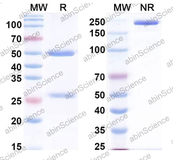 AbinScience InVivoMAb Anti-Human BMP-6 Antibody (Iv0059) (HB857010-1MG)