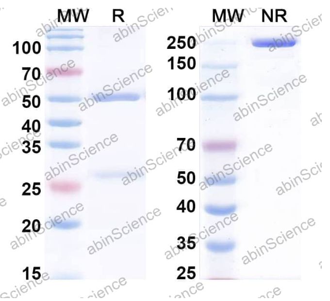 AbinScience InVivoMAb Anti-Human BMP-9 Antibody (Iv0060) (HV096010-50UG)
