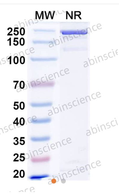 AbinScience InVivoMAb Anti-Human Flt-3 Ligand/FLT3L Antibody (Iv0057) (HW688010-100UG)