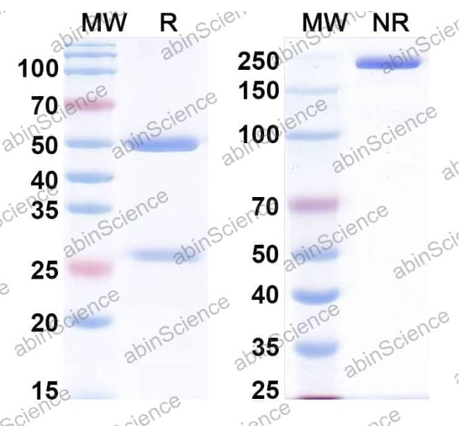 AbinScience InVivoMAb Anti-Human BMP-2 Antibody (Iv0058) (HY576010-1MG)