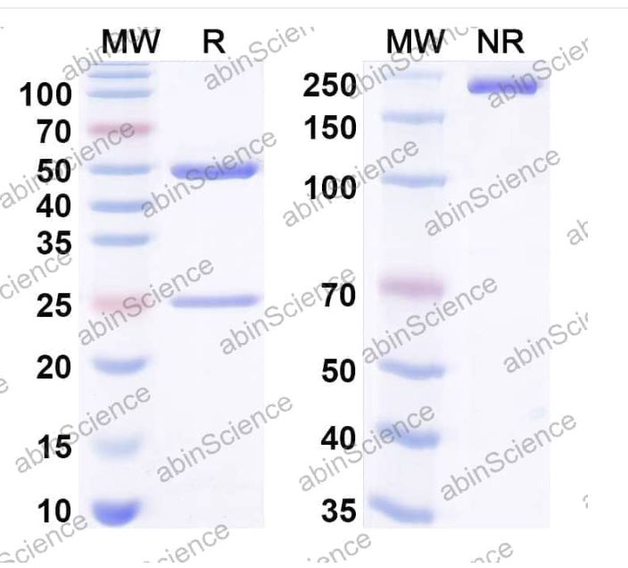 AbinScience InVivoMAb Anti-Human CCL24/Eotaxin-2/MPIF-2 Antibody (Iv0084) (HT048010-50UG)