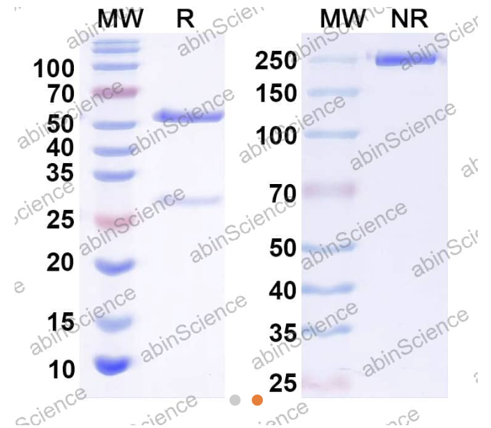 InVivoMAb Anti-Human CXCL4/PF4 Antibody (Iv0086) (HY443010-50UG)