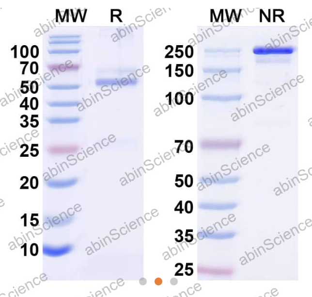 Abinscience InVivoMAb Anti-Human IL-13 Antibody (Iv0027) (HW632010-100ug)