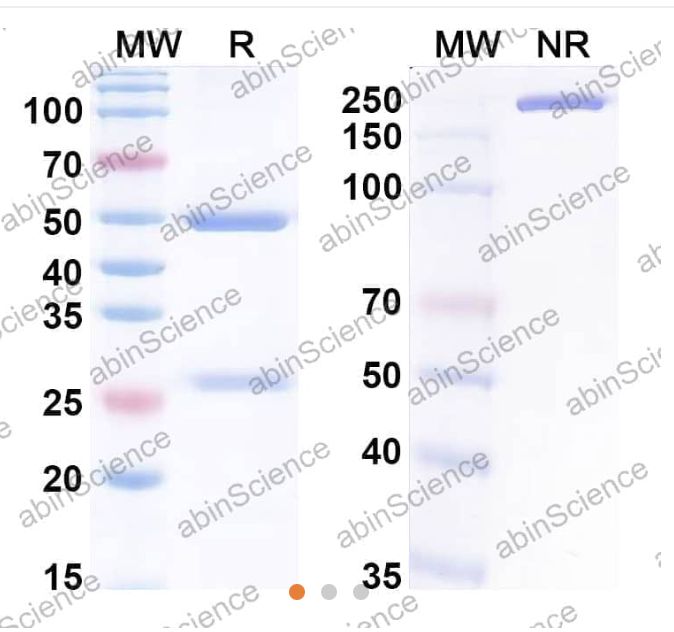 ABinscience InVivoMAb Anti-HSV-1/HHV-1 gE/Envelope glycoprotein E Antibody (Iv0046) (VK746010-100ug)