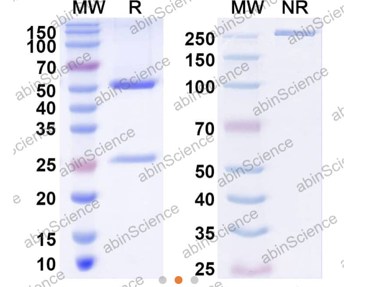 Abinscience InVivoMAb Anti-Human IGF-II/IGF2 Antibody (Iv0064) (HF572010-1mg)