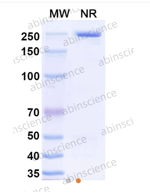 Abinscience InVivo Plus Anti-Mouse PD-L1/B7-H1 Antibody(10F.9G2) (MV974029-50ug)