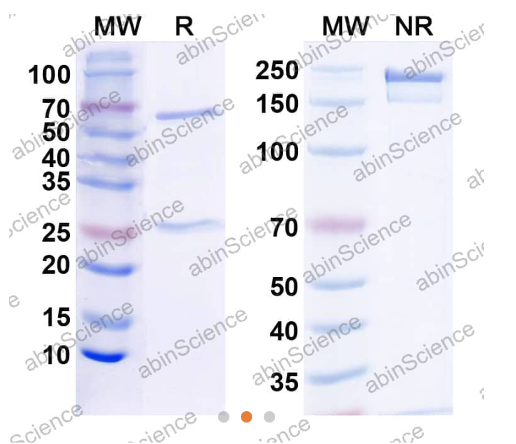 Abinscience InVivoMAb Anti-Mouse PD-L1/B7-H1 Antibody (10F.9G2) (MV974020-100ug)