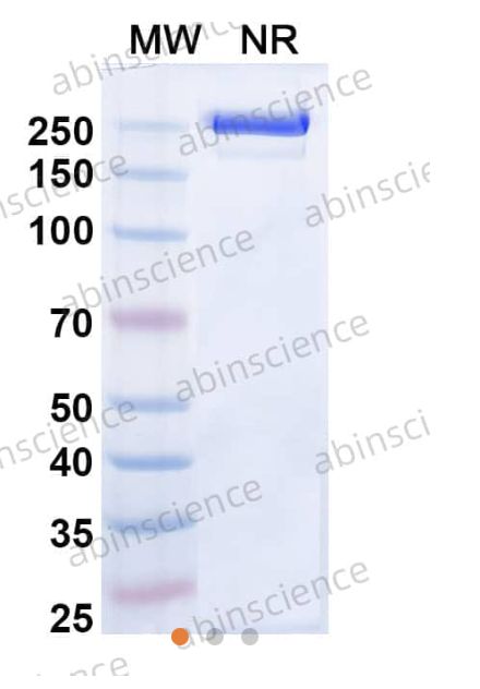 Abinscience InVivoMAb Anti-Human IL-11 Antibody (X203) (HB978010-100ug)