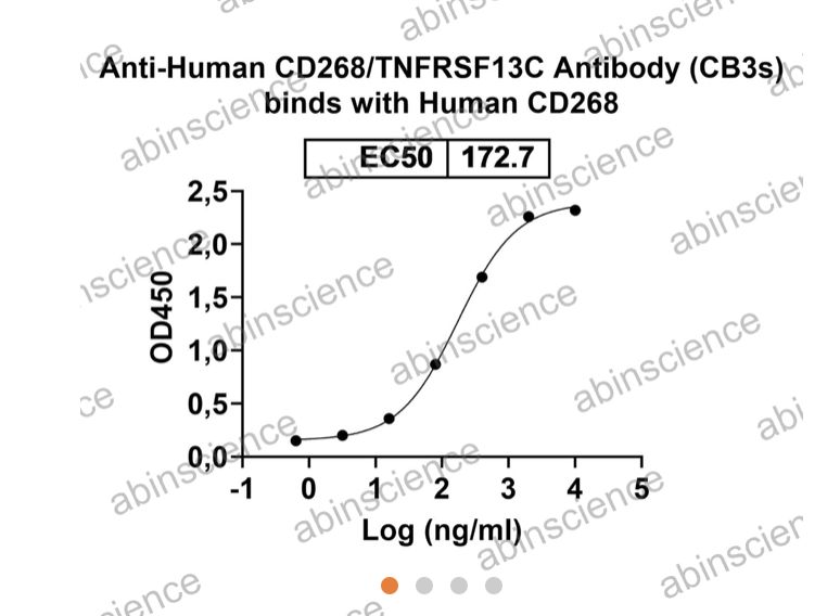 Abinscience InVivoMAb Anti-Human BAFFR/TNFRSF13C Antibody (CB3s) (HV599010-1mg) Abinscience InVivoMAb Anti-Human BAFFR/TNFRSF13C Antibody (CB3s) (HV599010-1mg)