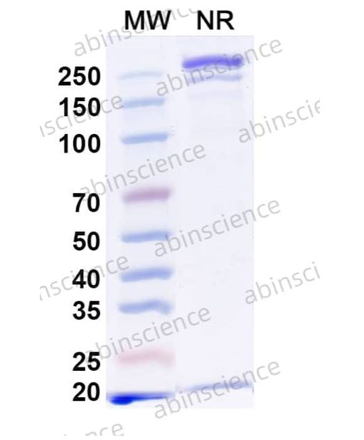 Abinscience InVivoMAb Anti-Mouse CD19 & CD3 epsilon Antibody (Iv0224) (MB996010-50ug)