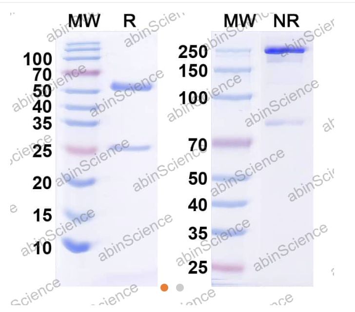 Abinscience InVivoMAb Anti-Human alpha-Synuclein Antibody (Iv0173) (HW755020-100ug)