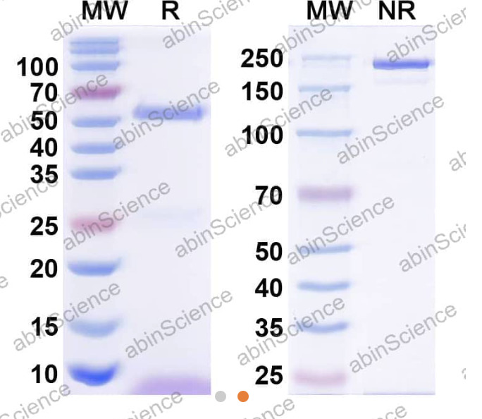 Abinscience InVivoMAb Anti-Human NG2/MCSP Antibody (Iv0168) (HV349010-100ug)