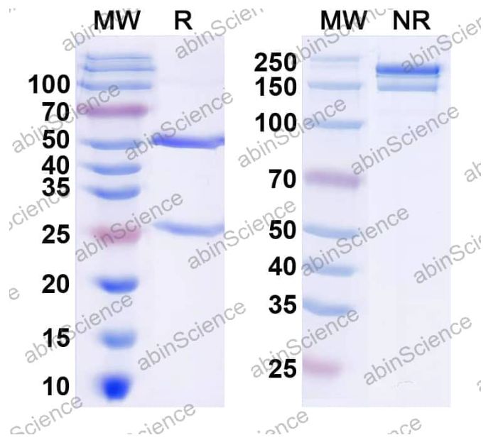 Abinscience InVivoMAb Anti-Mouse CD8 alpha Antibody (Iv0165) (MF815010-1mg)