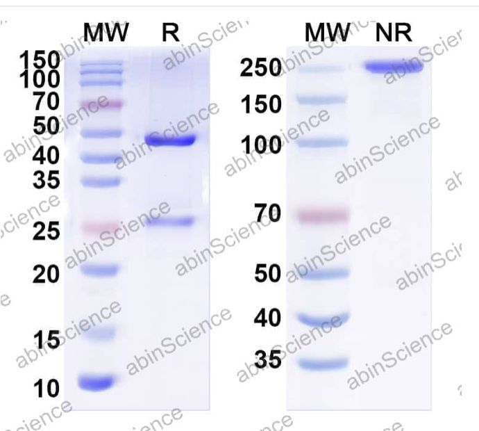 Abinscience InVivoMAb Anti-VZV/HHV-3 gH/Envelope glycoprotein H Antibody (mab206) (VK743010-50ug)