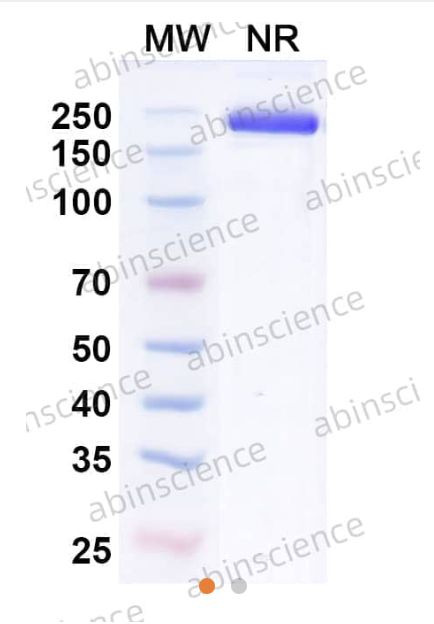 Abinscience InVivo Plus Anti-Mouse CD279/PDCD1/PD1 Antibody (RMP1-14) (MS870039-50ug)