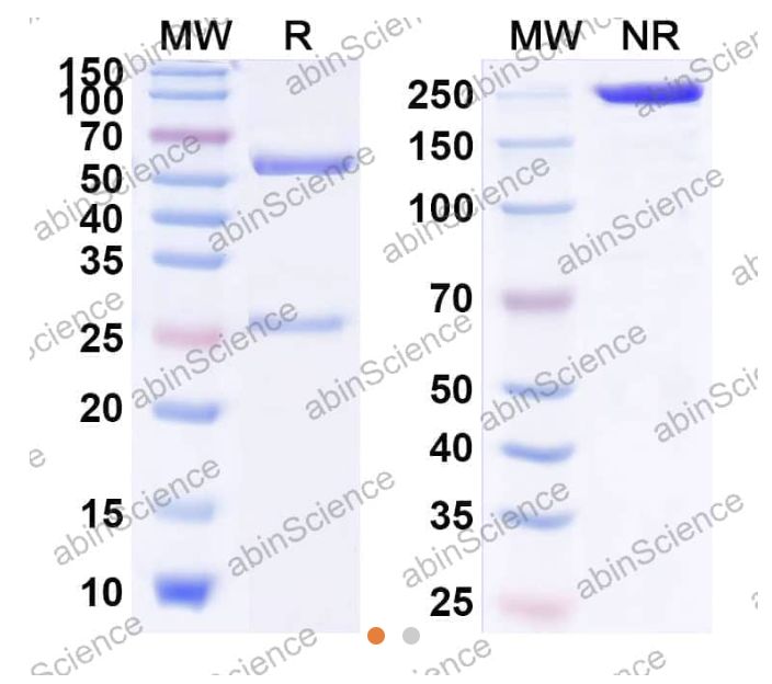 Abinscience InVivoMAb Anti-Mouse SIRP alpha/CD172a Antibody (Ab25) (MX892030-50ug)