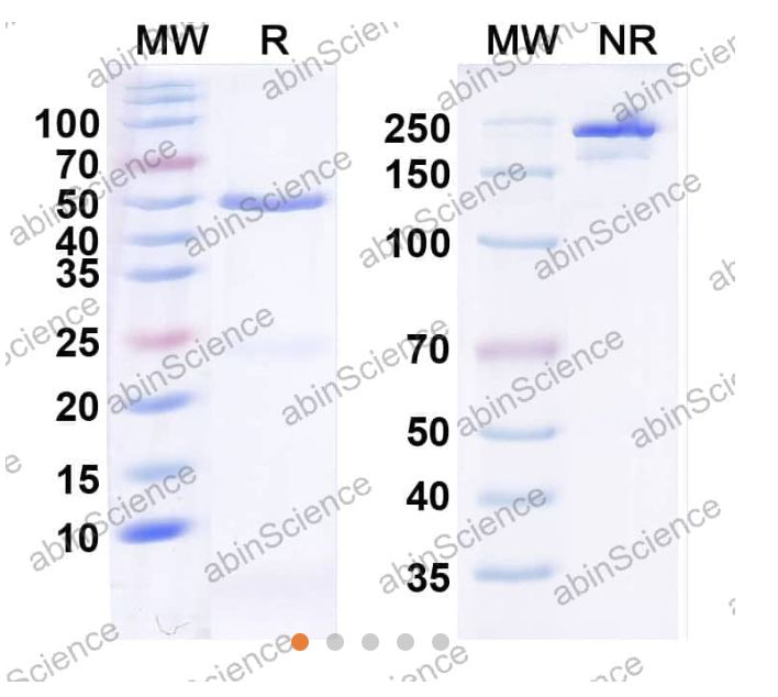 Abinscience InVivoMAb Anti-Human PD-L1/B7-H1 Antibody (PRO304397) (HV974010-50ug)