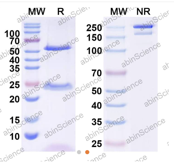 Abinscience InVivoMAb Anti-Human IL-9 Antibody (Iv0024) (HB771010-100ug)