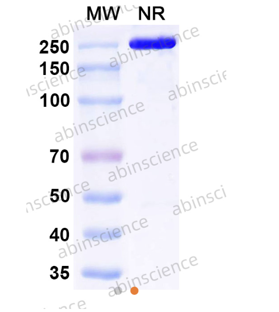 Abinscience InVivoMAb Anti-Mouse GIPR Antibody (Iv0037) (MW595010-1mg)