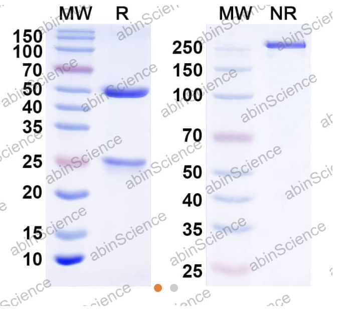 Abinscience InVivoMAb Anti-Canine TNF-alpha Antibody (Iv0271) (CF879010-1mg)