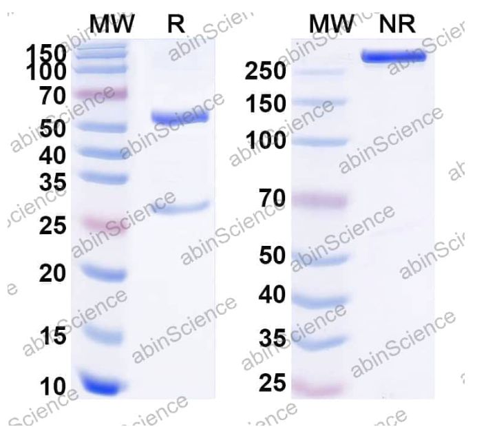 Abinscience InVivoMAb Anti-HEV pORF2 P domain Neutralizing Antibody (Iv0278) (VK620020-100ug)