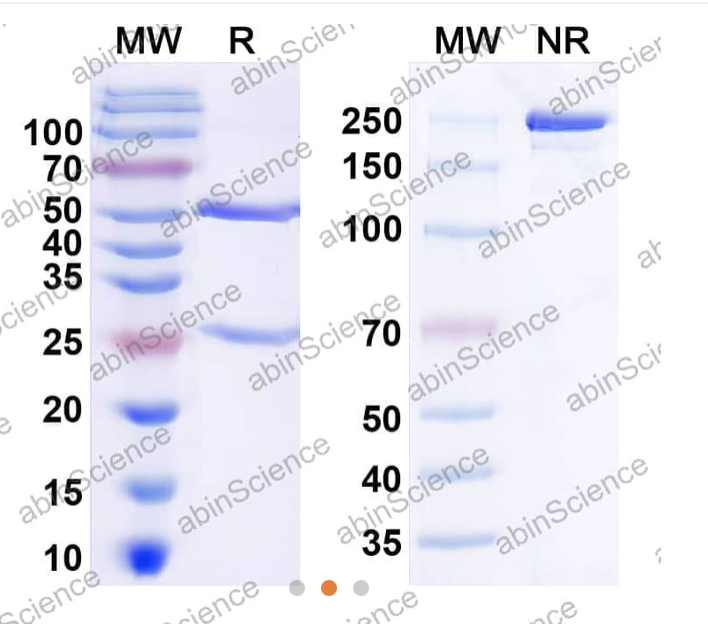 Abinscience InVivoMAb Anti-Human IL-8/CXCL8 Antibody (Iv0023) (HY554010-1mg)