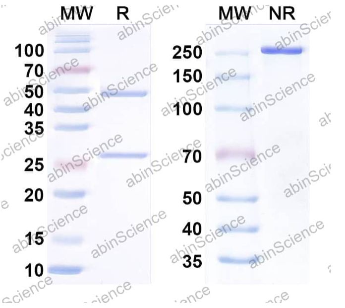 Abinscience InVivoMAb Anti-Human BTN3A1 Antibody (20.1) (HT139010-100ug)