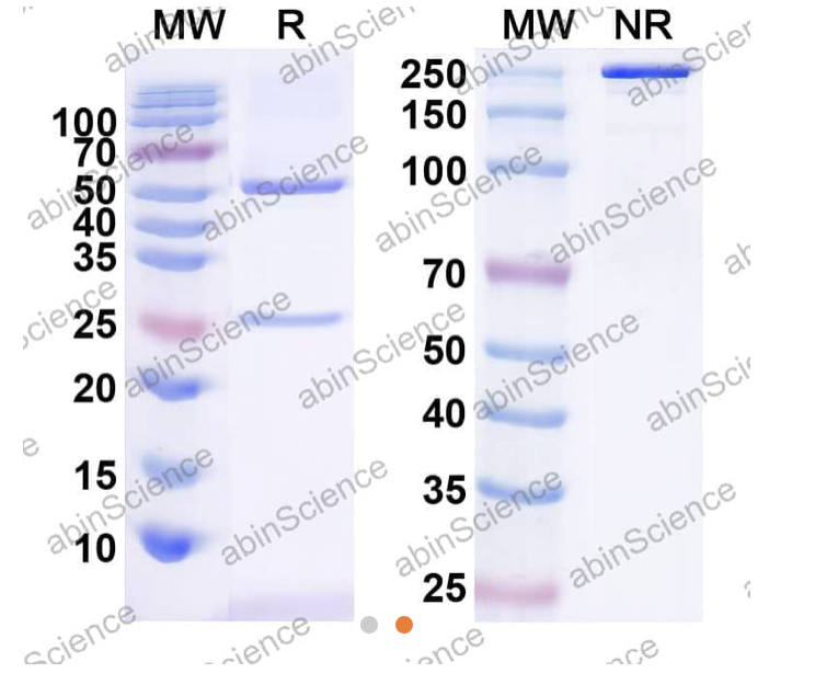 Abinscience InVivoMAb Anti-Human IL-10 Antibody (Iv0025) (HB997010-100ug)