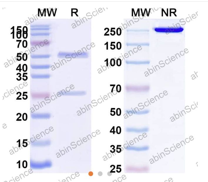 Abinscience InVivoMAb Anti-SARS-CoV NP/Nucleoprotein Antibody (CR3018) (VK805020-1mg)