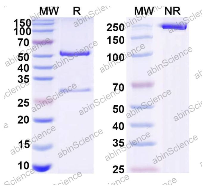 Abinscience InVivoMAb Anti-HAV Capsid protein VP2 Antibody (R10) (VK802010-1mg)