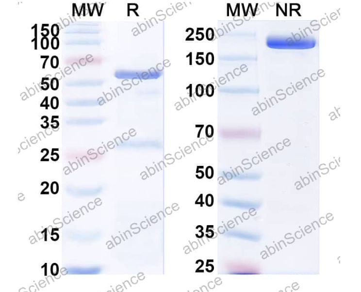 Abinscience InVivoMAb Anti-HCV NS1/gp68/gp70/E2 Antibody (HCV1) (VK681050-50ug)