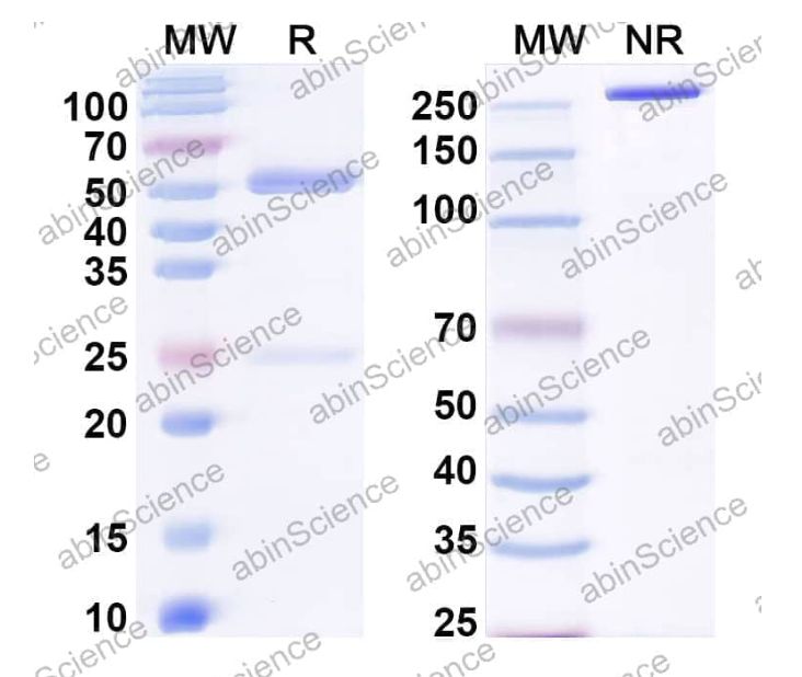 Abinscience InVivoMAb Anti-Human Erythropoietin R Antibody (V-3) (HB152030-50ug)