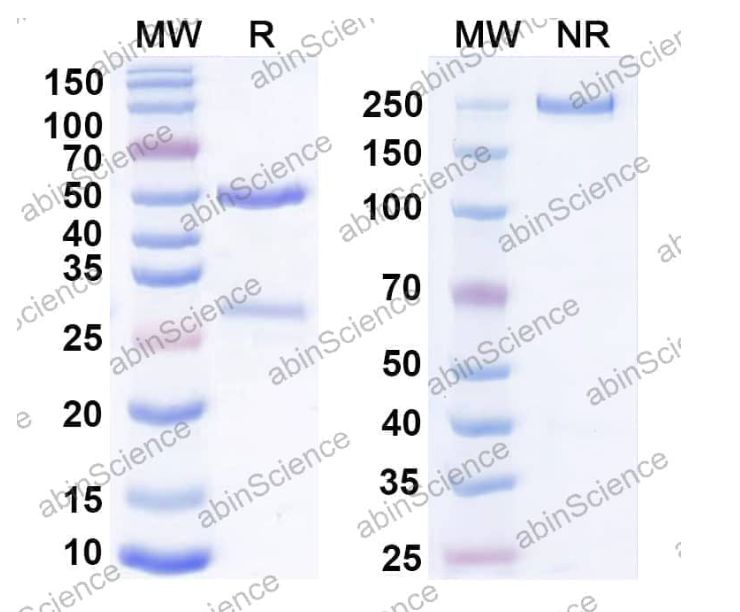 Abinscience InVivoMAb Anti-Human Thrombopoietin R/Tpo R Antibody (3D9) (HW601010-1mg)