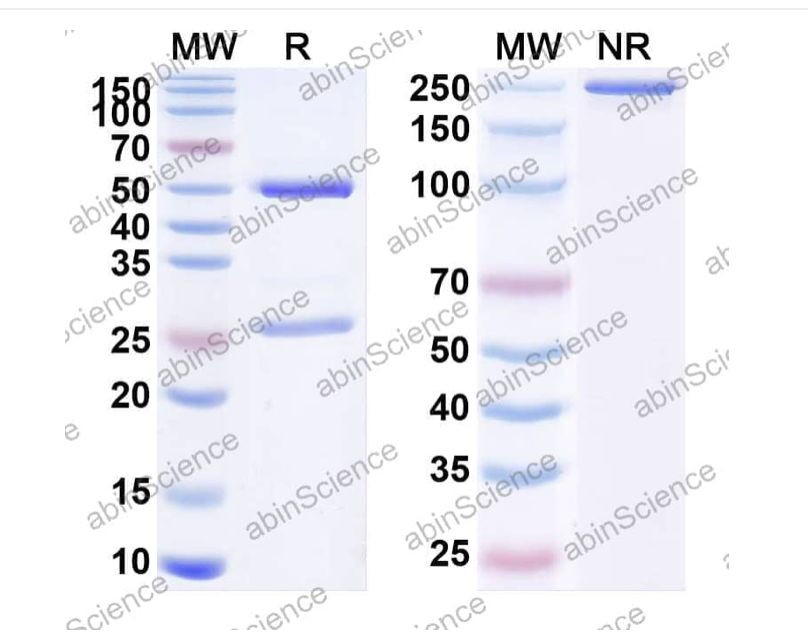 Abinscience InVivoMAb Anti-Human MRP1&CD9 Antibody (Iv0274) (HB984010-1mg)