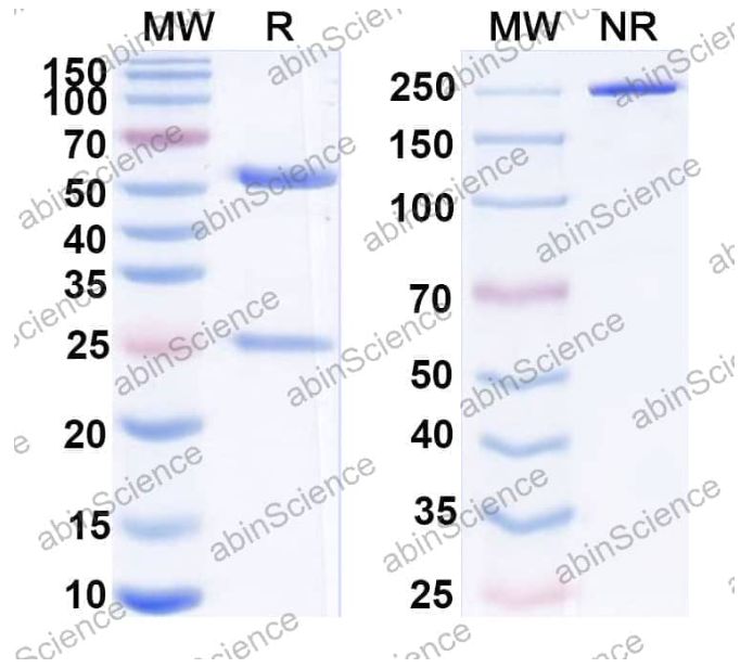 Abinscience InVivoMAb Anti-Human, Canine, Rabbit aPC/Activated protein C Antibody (Iv0267) (HY476020-100ug)