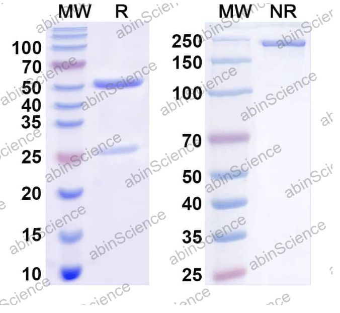 Abinscience InVivoMAb Anti-Human G-CSFR/CD114 Antibody (3B3) (HV643010-1mg)