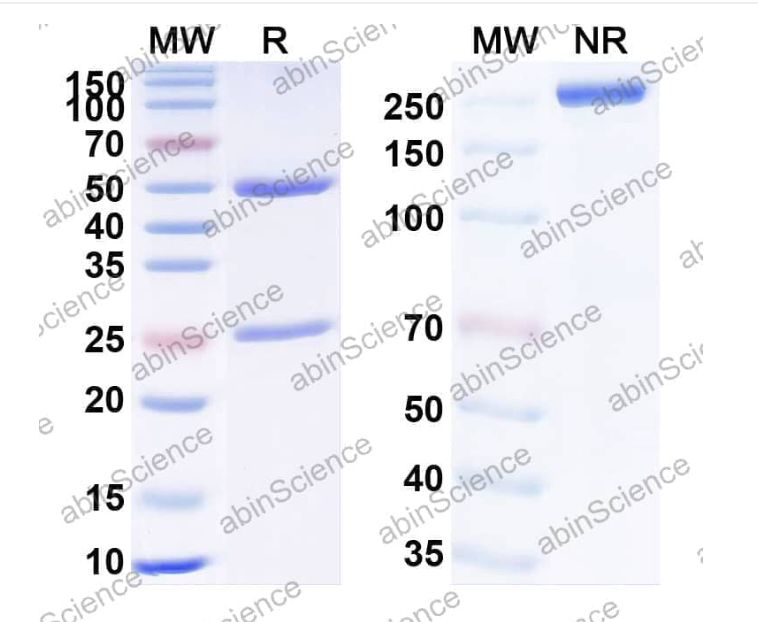 Abinscience InVivoMAb Anti-HCV NS1/gp68/gp70/E2 Antibody (AP33) (VK681060-100ug)