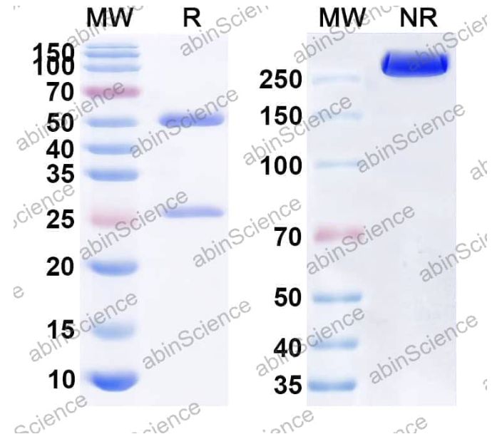 Abinscience InVivoMAb Anti-Human Fibroblast Activation Protein alpha/FAP&CD3 epsilon Antibody (Iv0277) (HC440020-1mg)