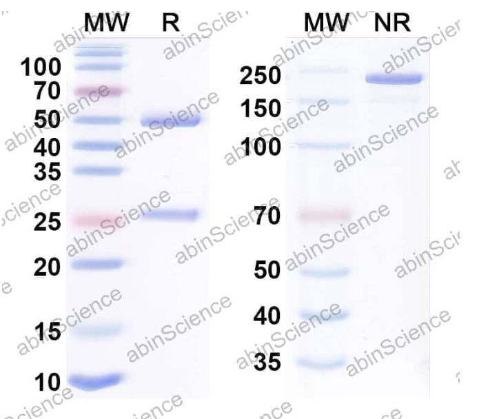 Abinscience InVivoMAb Anti-EV-D68 Capsid protein VP1/VP3/VP4 Antibody (Iv0270) (VK509020-1mg)