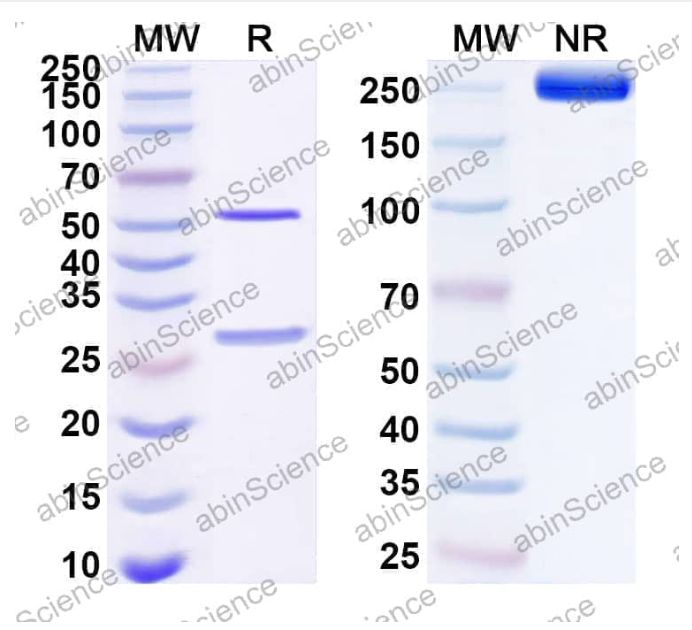 Abinscience InVivoMAb Anti-Human Erythropoietin R Antibody (E-1) (HB152010-1mg)