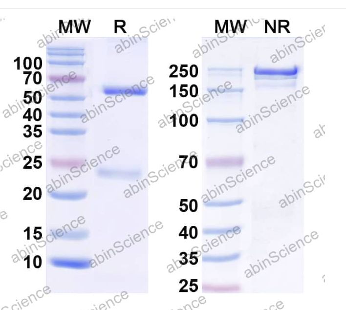 Abinscience InVivoMAb Anti-Human Thrombopoietin R/Tpo R Antibody (14F12) (HW601020-100ug)