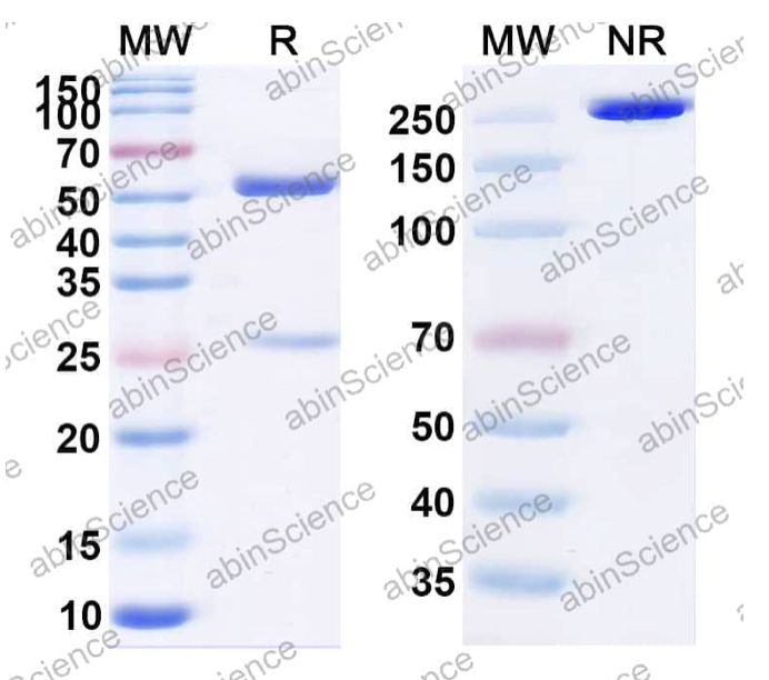 Abinscience InVivoMAb Anti-SARS-CoV S/Spike glycoprotein Antibody (80R) (VK593010-100ug)