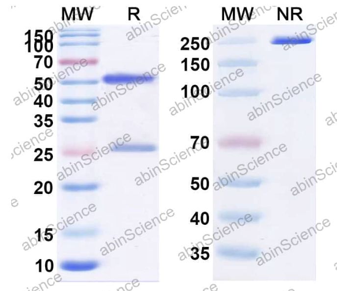 Abinscience InVivoMAb Anti-HCV NS1/gp68/gp70/E2 Antibody (HC84.22) (VK681030-100ug)