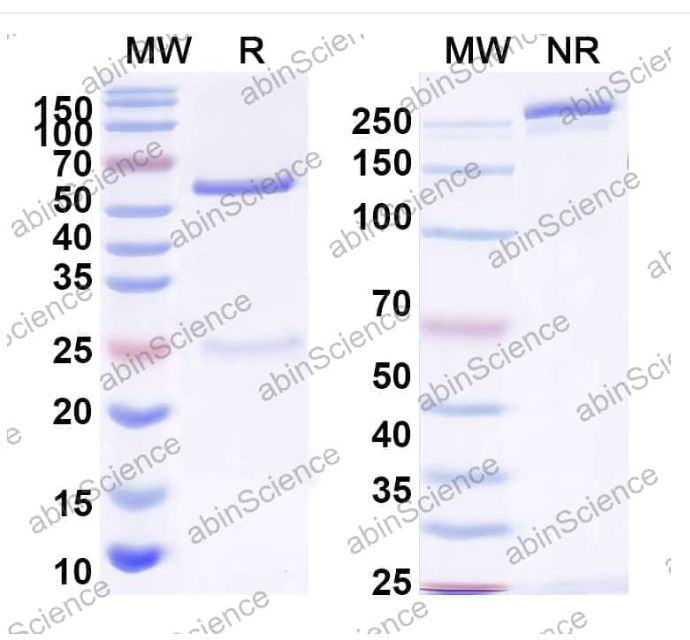 Abinscience InVivoMAb Anti-SARS-CoV-2 S2 Protein Antibody (CV3-25) (VK749030-50ug)