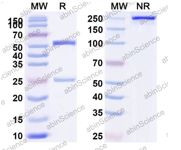 Abinscience InVivoMAb Anti-Human CD37 Antibody (Iv0275) (HY564010-100ug)